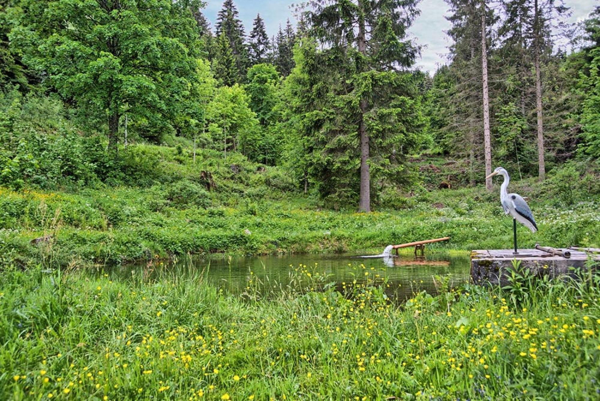 Esche Hinterzarten