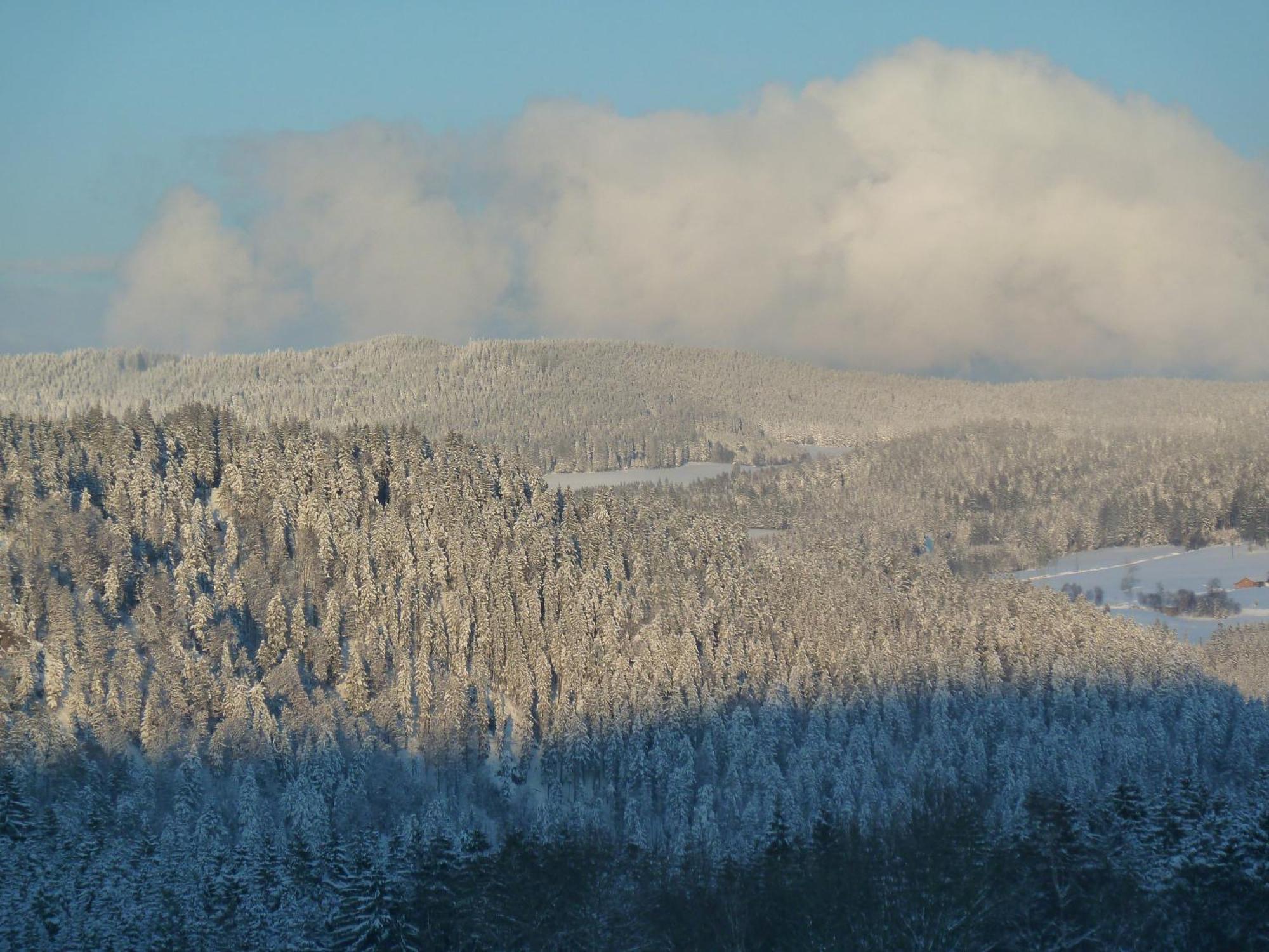 Esche * Hinterzarten