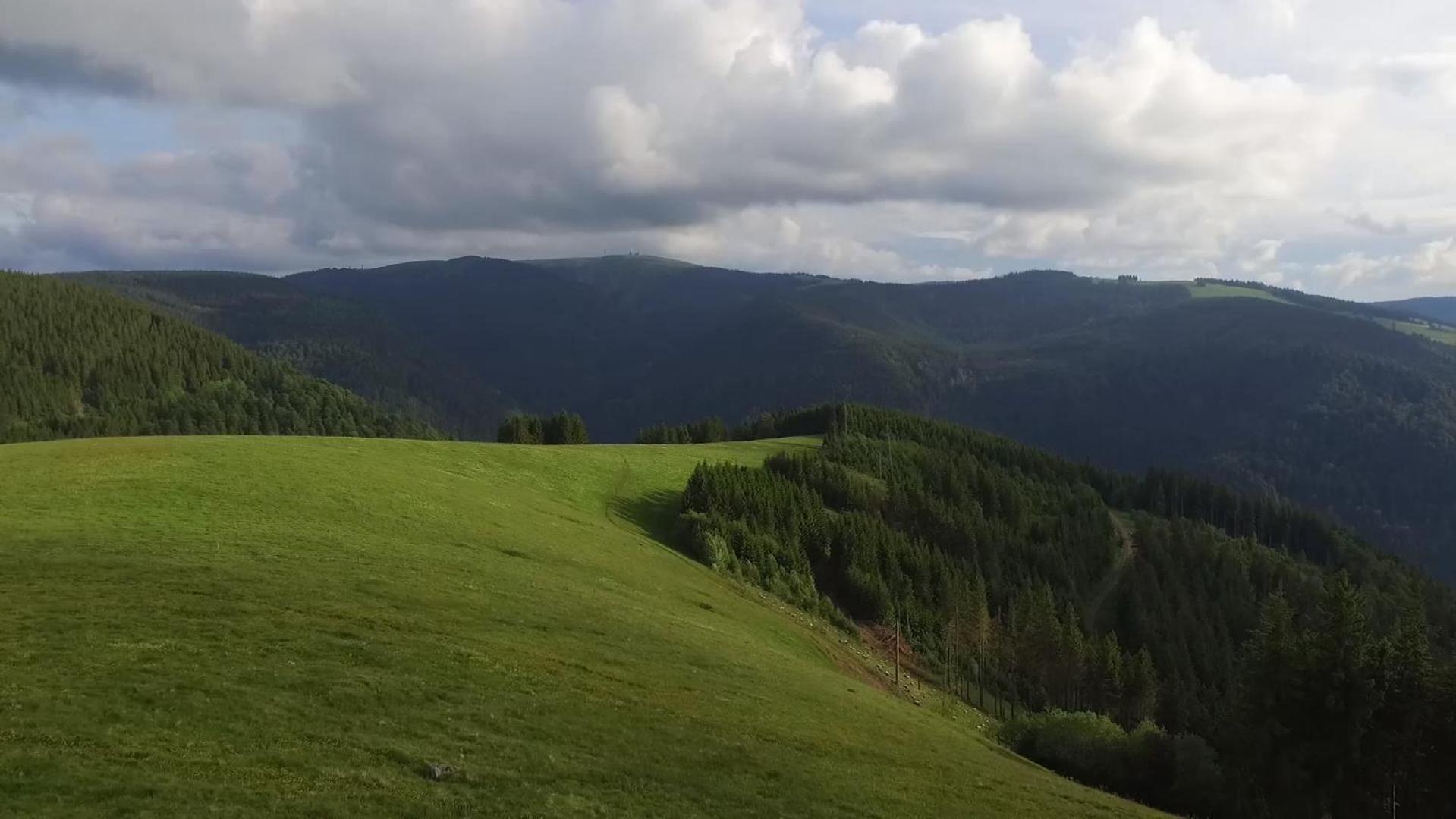 Esche * Hinterzarten